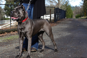 willow blue cane corso old world